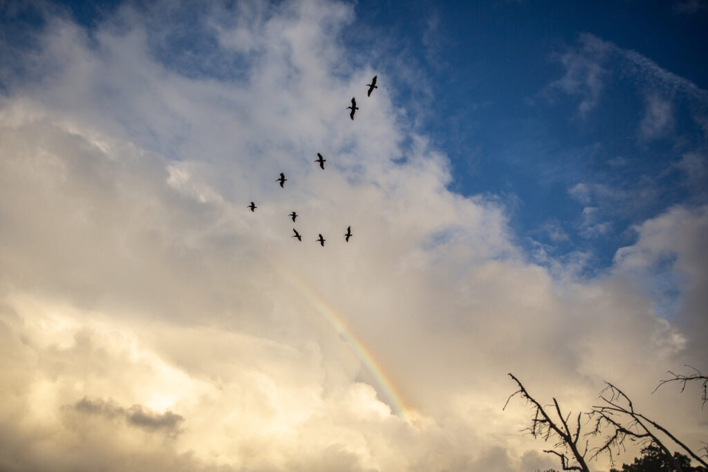 birds flying over a rainbow
