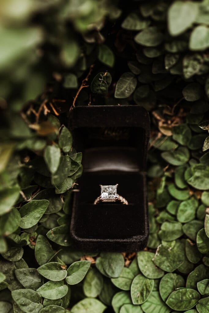 Diamond engagement ring in an open black velvet box nestled among green ivy leaves.